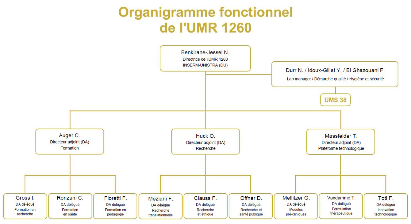 Organigramme fonctionnel de l'UMR 1260