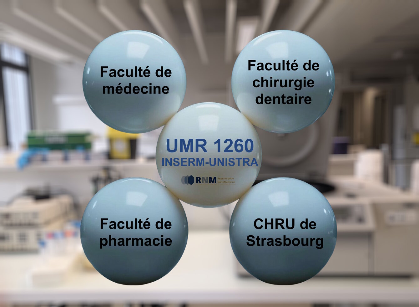 Environnement de l'UMR. ©INSERM-UNISTRA UMR 1260