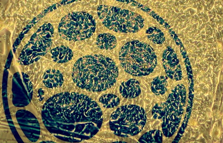 Regenerative Nanomedicine Conference